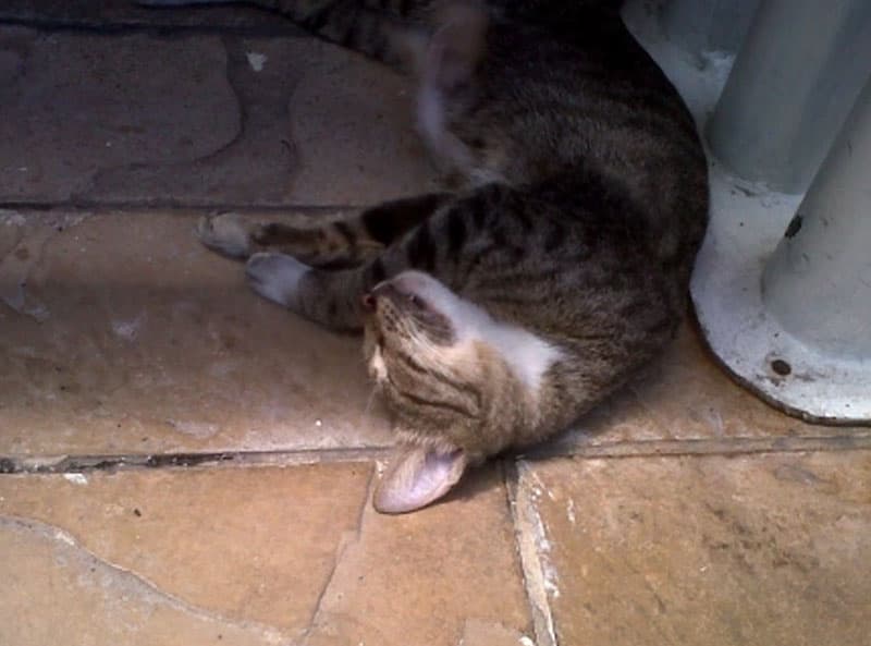 Kucing Kam-Punk dan Lagu yang mencerminkannya
